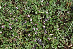 Phyla nodiflora